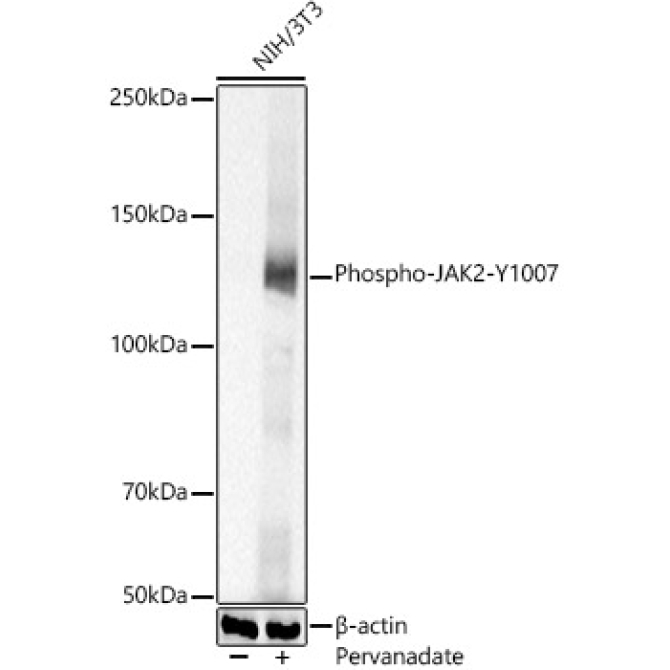 Phospho-JAK2-Y1007 Rabbit Polyclonal Antibody