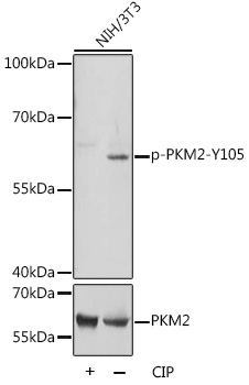 Phospho-PKM2-Y105 Rabbit Polyclonal Antibody