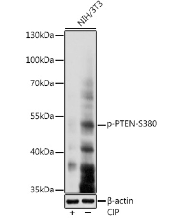 Phospho-PTEN-S380 Rabbit Polyclonal Antibody