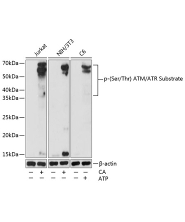 Phospho-(Ser/Thr) ATM/ATR Substrate Rabbit Polyclonal Antibody
