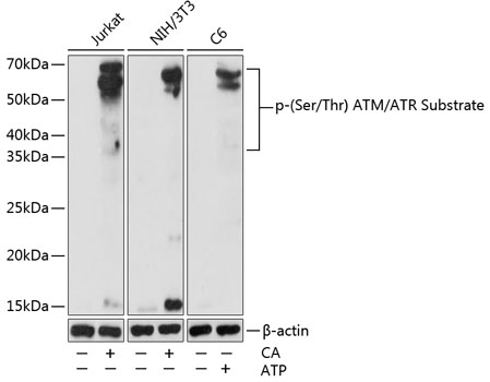 Phospho-(Ser/Thr) ATM/ATR Substrate Rabbit Polyclonal Antibody