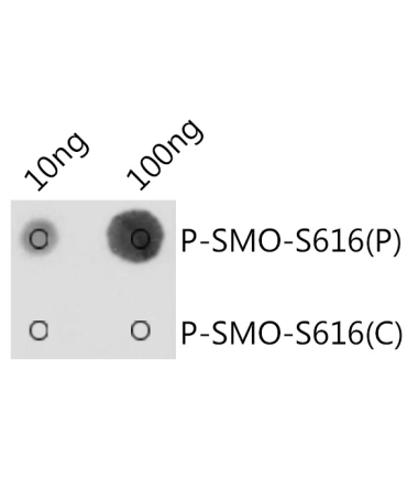 Phospho-SMO-S616 Rabbit Polyclonal Antibody