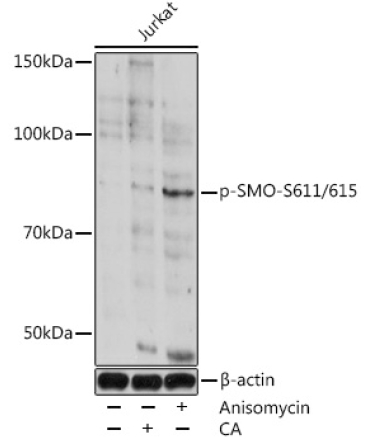 Phospho-SMO-S611/615 Rabbit Polyclonal Antibody