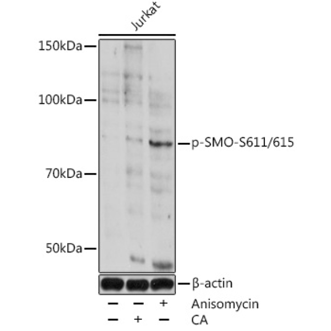 Phospho-SMO-S611/615 Rabbit Polyclonal Antibody