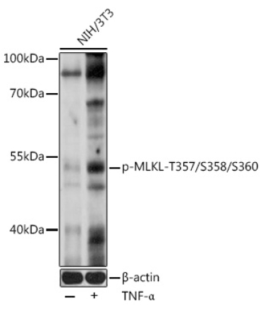 Phospho-MLKL-T357/S358/S360 Rabbit Polyclonal Antibody