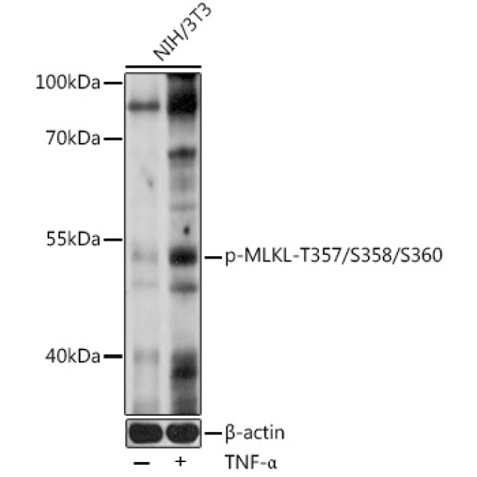 Phospho-MLKL-T357/S358/S360 Rabbit Polyclonal Antibody