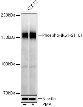 Phospho-IRS1-S1101 Rabbit Polyclonal Antibody