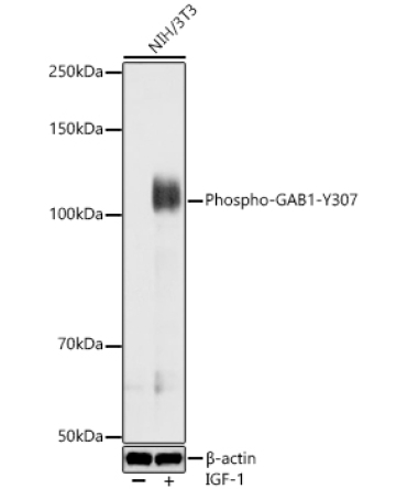 Phospho-GAB1-Y307 Rabbit Polyclonal Antibody