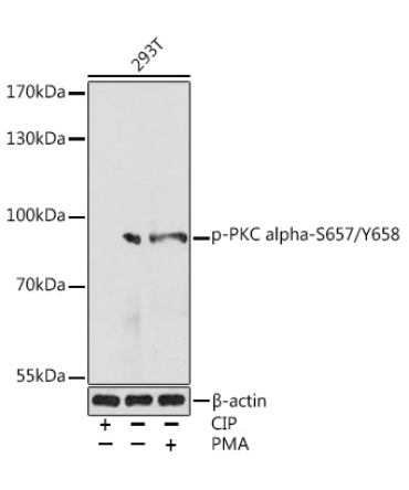 Phospho-PKC alpha-S657/Y658 Rabbit Polyclonal Antibody