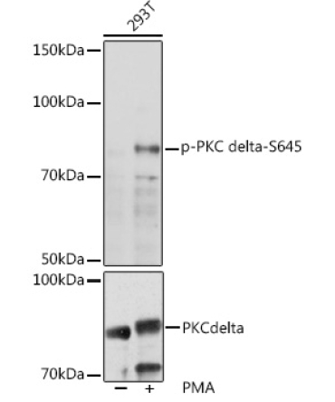 Phospho-PKC delta-S645 Rabbit Polyclonal Antibody