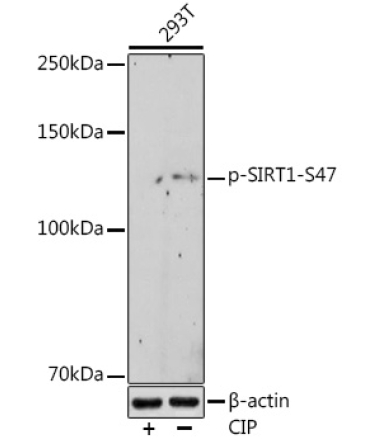 Phospho-SIRT1-S47 Rabbit Monoclonal Antibody