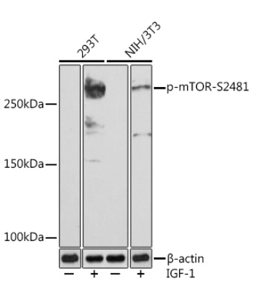 Phospho-mTOR-S2481 Rabbit Monoclonal Antibody