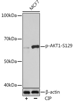 Phospho-AKT1-S129 Rabbit Monoclonal Antibody