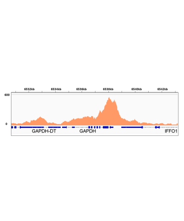 Phospho-POLR2A CTD-S2 Rabbit Monoclonal Antibody