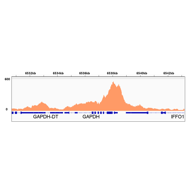 Phospho-POLR2A CTD-S2 Rabbit Monoclonal Antibody