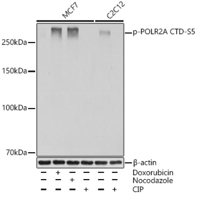 Phospho-POLR2A CTD-S5 Rabbit Monoclonal Antibody