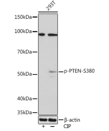 Phospho-PTEN-S380 Rabbit Monoclonal Antibody