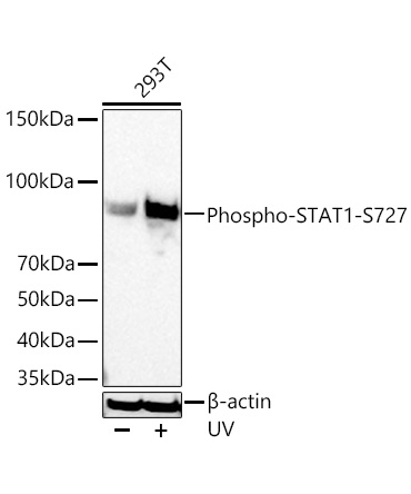 Phospho-STAT1-S727 Rabbit Monoclonal Antibody