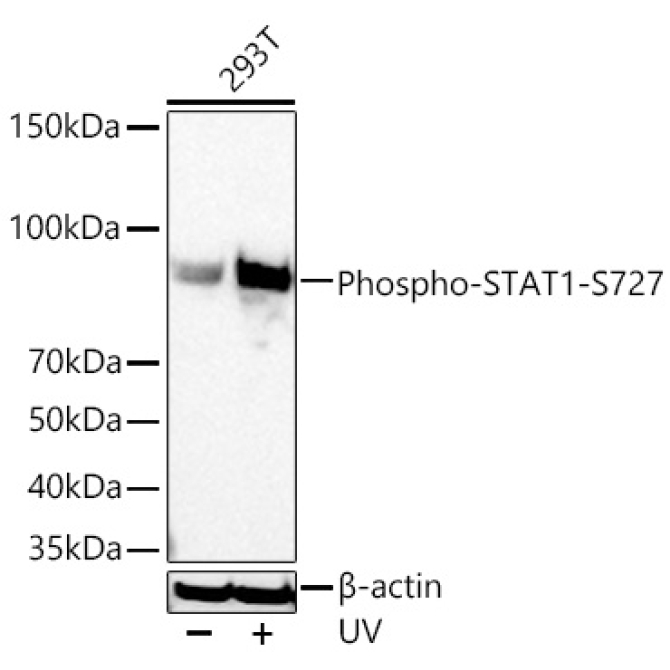Phospho-STAT1-S727 Rabbit Monoclonal Antibody