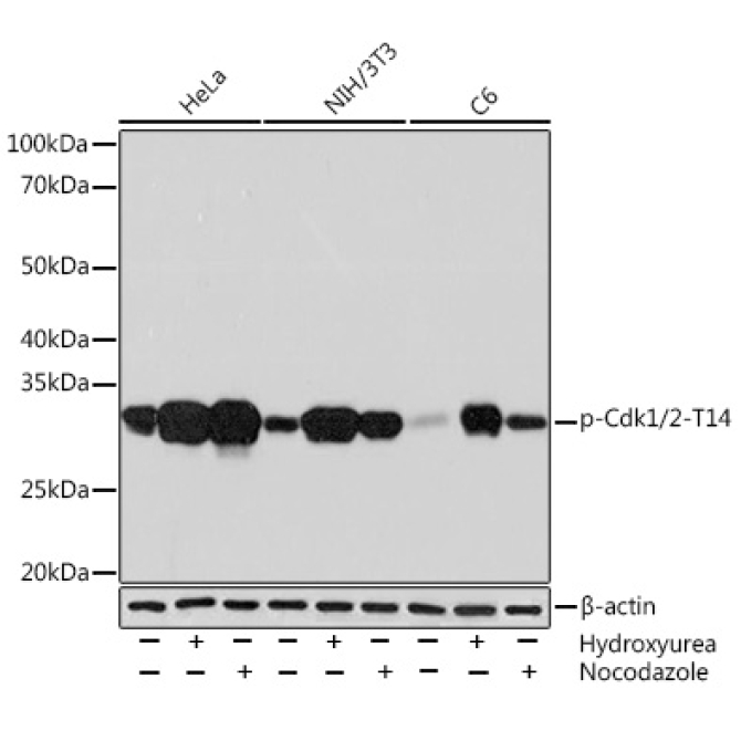 Phospho-Cdk1/2-T14 Rabbit Monoclonal Antibody