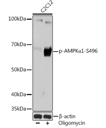 Phospho-AMPKAlpha1-S496 Rabbit Monoclonal Antibody