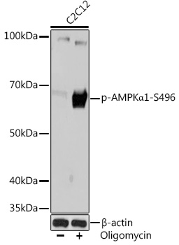 Phospho-AMPKAlpha1-S496 Rabbit Monoclonal Antibody