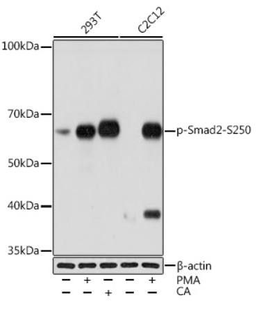 Phospho-Smad2-S250 Rabbit Monoclonal Antibody