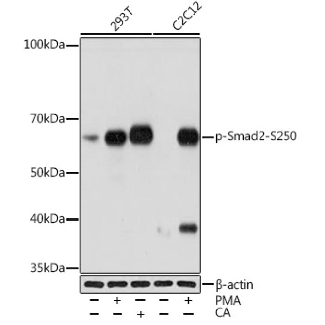 Phospho-Smad2-S250 Rabbit Monoclonal Antibody
