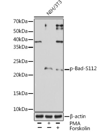 Phospho-Bad-S112 Rabbit Monoclonal Antibody
