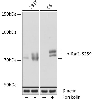 Phospho-Raf1-S259 Rabbit Monoclonal Antibody