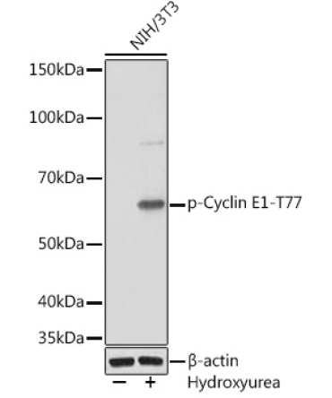 Phospho-Cyclin E1-T77 Rabbit Monoclonal Antibody