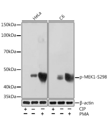 Phospho-MEK1-S298 Rabbit Monoclonal Antibody