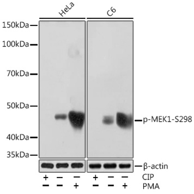 Phospho-MEK1-S298 Rabbit Monoclonal Antibody
