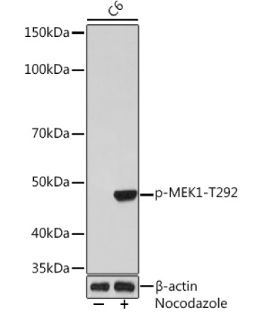 Phospho-MEK1-T292 Rabbit Monoclonal Antibody