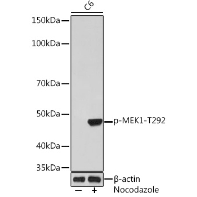 Phospho-MEK1-T292 Rabbit Monoclonal Antibody