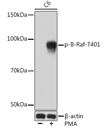 Phospho-B-Raf-T401 Rabbit Monoclonal Antibody