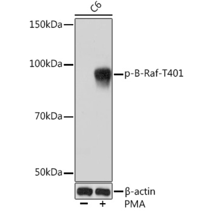 Phospho-B-Raf-T401 Rabbit Monoclonal Antibody