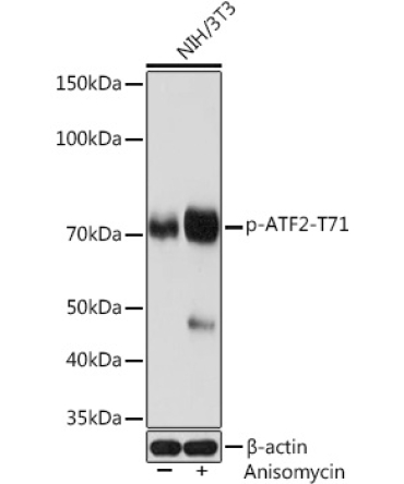 Phospho-ATF2-T71 Rabbit Monoclonal Antibody