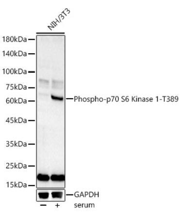 Phospho-p70 S6 Kinase 1-T389 Rabbit Polyclonal Antibody