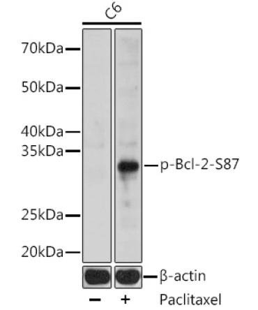 Phospho-Bcl-2-S87 Rabbit Polyclonal Antibody