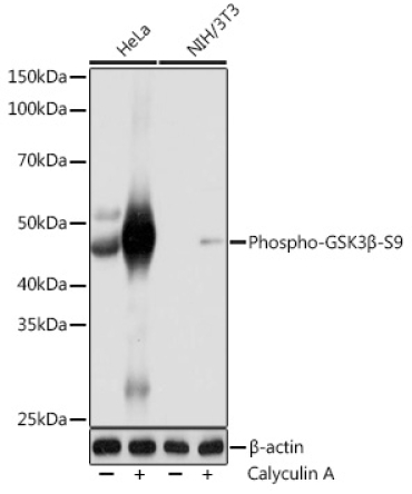Phospho-GSK3Beta-S9 Rabbit Monoclonal Antibody