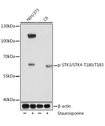 Phospho-STK3/STK4-T180/T183 Rabbit Polyclonal Antibody