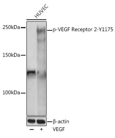 Phospho-VEGF Receptor 2-Y1175 Rabbit Polyclonal Antibody