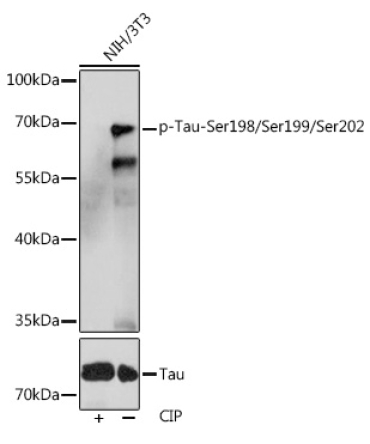 Phospho-Tau-Ser198/Ser199/Ser202 Rabbit Polyclonal Antibody