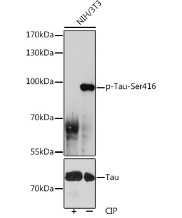 Phospho-Tau-Ser416 Rabbit Polyclonal Antibody