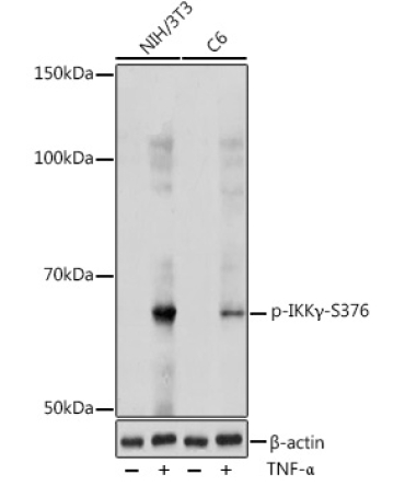 Phospho-IKKGamma-S376 Rabbit Polyclonal Antibody