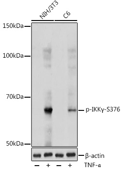 Phospho-IKKGamma-S376 Rabbit Polyclonal Antibody