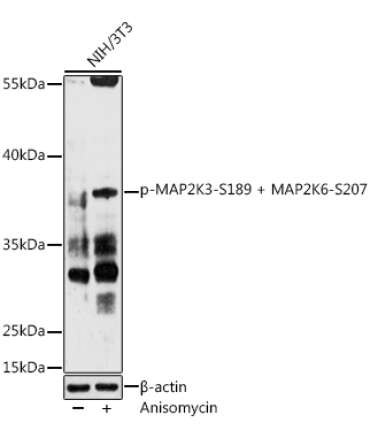 Phospho-MAP2K3-S189 + MAP2K6-S207 Rabbit Polyclonal Antibody