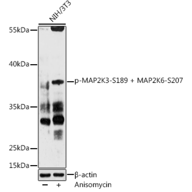 Phospho-MAP2K3-S189 + MAP2K6-S207 Rabbit Polyclonal Antibody