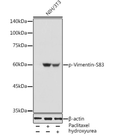 Phospho-Vimentin-S83 Rabbit Polyclonal Antibody